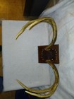 Vintage  large 6 Point Whitetail Deer ANTLER RACK MOUNT Cabin Decor — photo 7