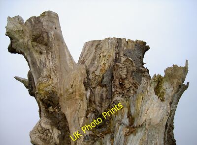 Foto 6x4 Leben nach dem Tod Stanton Drew Dieser Baum sieht ziemlich schlecht aus AF C2015