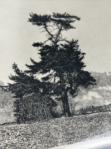 Signed HERBERT FINK "Lonesome Pine" ETCHING ENGRAVING ART PRINT 21/250 - Picture 4 of 6