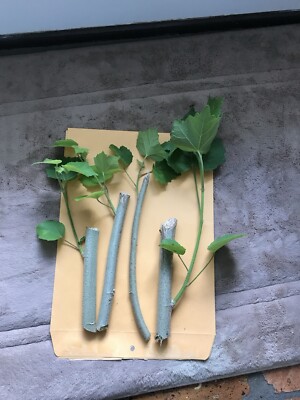 Beautiful Confederate Rose Cuttings (4) Color Changing Flowers! Fast Rooting  