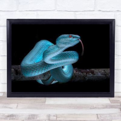 Giftige blaue Viper Schlange Tiere Reptil Haut Auge Tier Zunge Wandkunstdruck