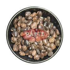Mucuna pruriens black Kaunch Beej whole Cowhage cowitch.Velvet Bean Buffalo bean
