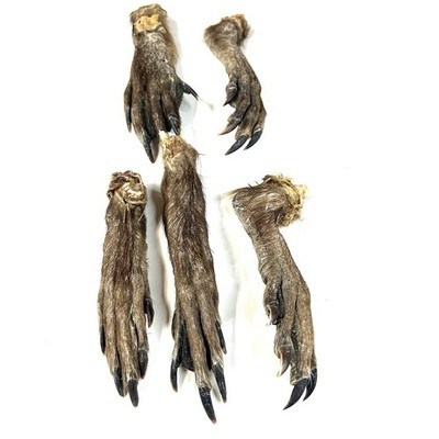 Lot Of 5 Nutria Cured Feet Real Taxidermy Weird Goth Odd Witchy #4077