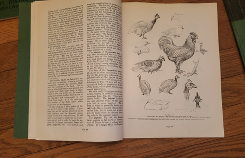 Modern Illustrating Including Cartooning, Art Institute Inc., 1950's - Foto 9 di 16