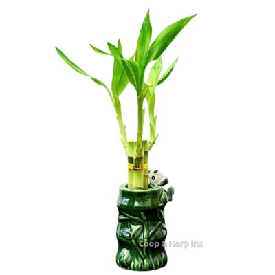 3-Stalk 6'' Lucky Bamboo Live Indoor Plant with Ceramic Panda Vase Home Office