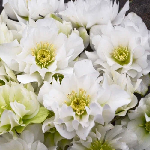 Hellebore Plant 'Wedding Bells'