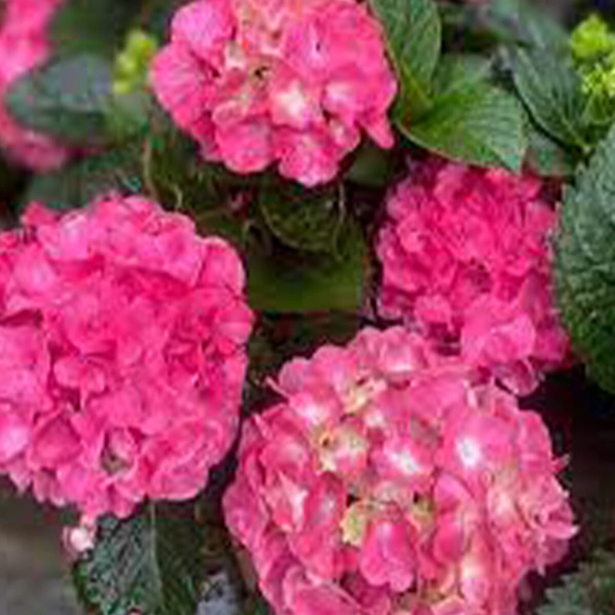 Image of Hydrangea Masja plant in a pot