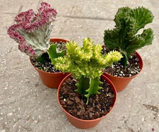 Large Grafted Coral Cactus Trio Variety - Euphorbia Lactea - 6" Pots