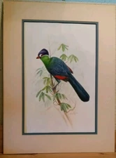 Original Gamini Ratnavira White Cheeked Turaco Water Color 18 5/8" X 14" Signed 