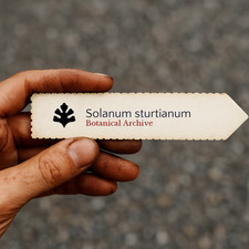 Solanum sturtianum SEEDS - - Belladonna di Sturt SEEDS |