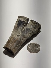 Fossil Bison Cannon Bone Distal End - Pleistocene Ice Age Florida River Find