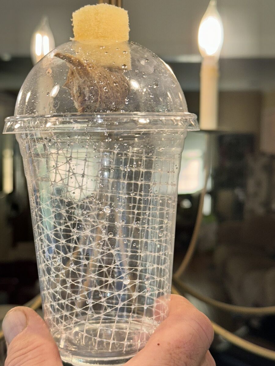 Carolina Praying mantis egg Ooth Mounted Clearly Visible Carolina Praying mantis egg Ooth Mounted Clearly Visible