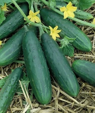 Spacemaster Cucumber Seeds 50+ Ct Vegetable Garden Ct NON-GMO USA FREE SHIPPING