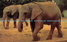 R522095 African Elephant Colchester Zoo Fidelity Printers