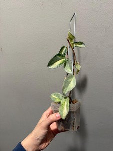 Hoya Argentea Princess | eBay