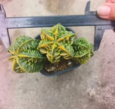 13.2cm 1pcs multi-head Astrophytum myriostigma “Fukuryu” Own Root  WYSIWYG