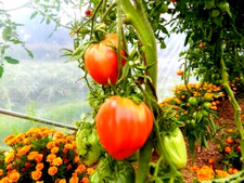 50 graines tomate Bio coeur de boeuf bio véritable de mon jardin en bretagne i