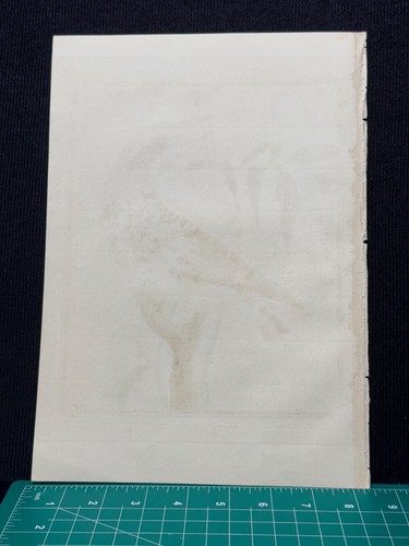 1770's François Nicolas Martinet Bird Engraving Kingfisher Watermarked Paper - Picture 9 of 9