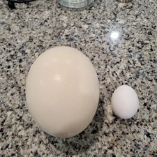 1 FERTILE Ostrich Egg for Hatching