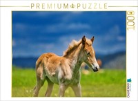 Calvendo Puzzle Haflinger Foal | 1000 Pieces, Finished Size 25.2 × 18.9 In (64 ×