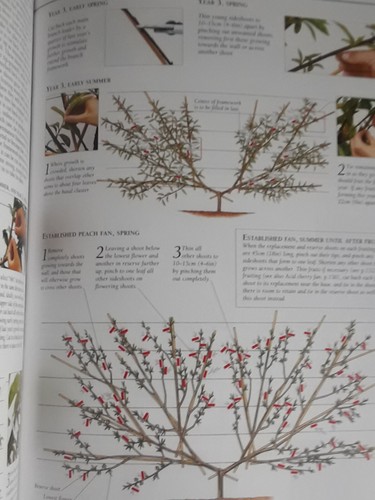 Pruning & Training By Brickell & Joyce Hardcover Plant by Plant Manual Garden - Picture 10 of 16