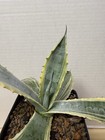 Agave Americana Yellow Edge Variegated Succulent 213 Plant Striata — photo 2