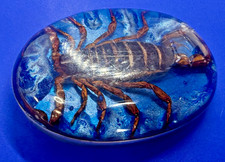 Real Scorpion Centered in HUGE Resin Blue Enamel Oval Large Western Belt Buckle