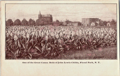 Floral Park NY huge Canna Bed of John Lewis Childs UDB postcard a130