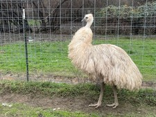 1 Emu Hatching Egg - chance for blonde or white - Ready to ship
