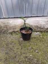 Pianta Sequoia sempervirens h 15 - 20  cm vaso 14 sequoia sempreverde