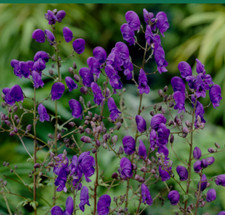 Aconitum Henry Sparks Variety Plant Perennial 1 x 13cm Pot