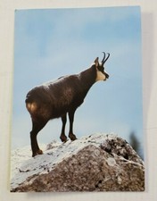 Rupicapra rupicapra ~ Luxembourg, Switzerland - Unposted/Unused Postcard