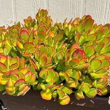 10 Fresh Jade Money Tree Crassula Ovata Succulent Cuttings