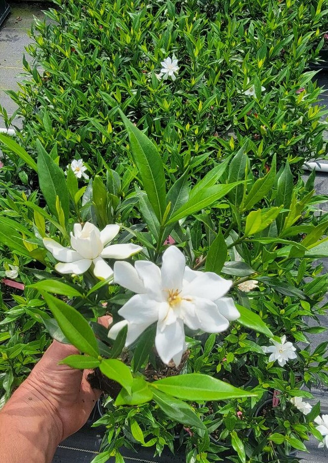 Frost Proof Gardenia ( cape jasmine ) - Live Plant - ( 1 QT ) | eBay