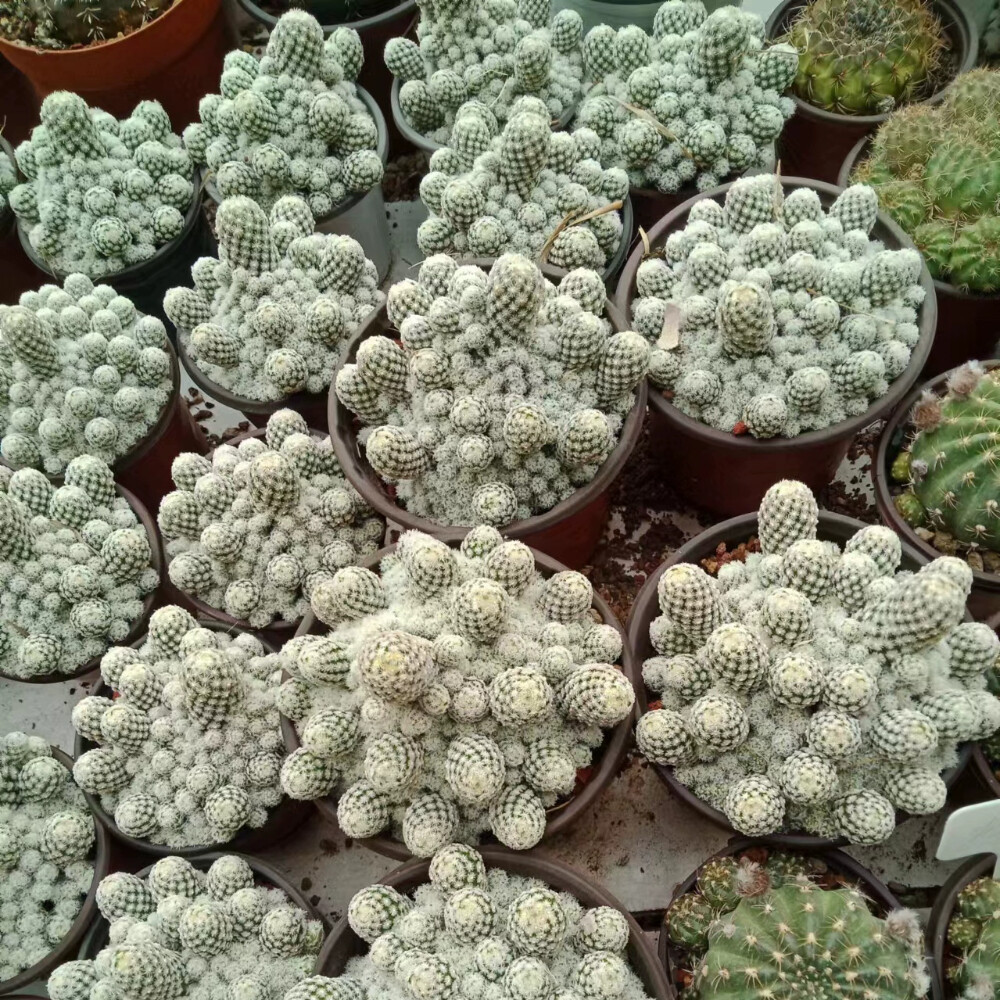 Picture 5 of 21