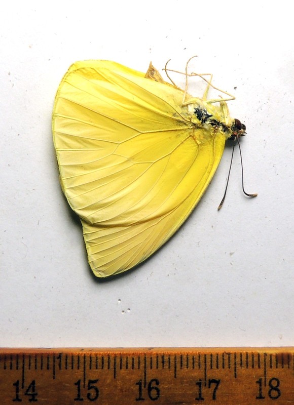 Phoebis statira, Guyana; Pieridae