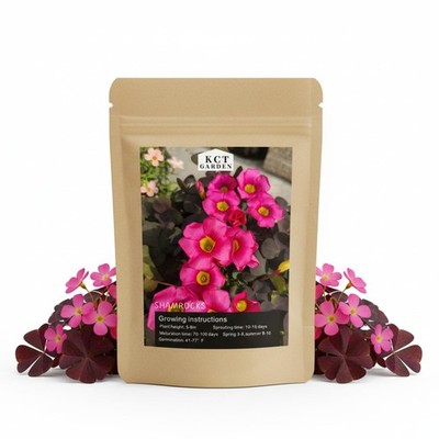 12 Purple Shamrock Bulbs Oxalis Triangularis for Planting, Flower 
