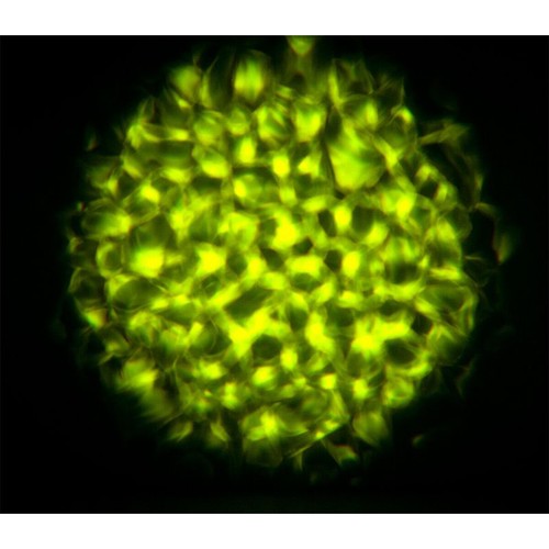 Eliminator ADJ Aqua LED 2.0 50W COB Multi-colored Water Flowing Effect LED Light - Picture 6 of 9