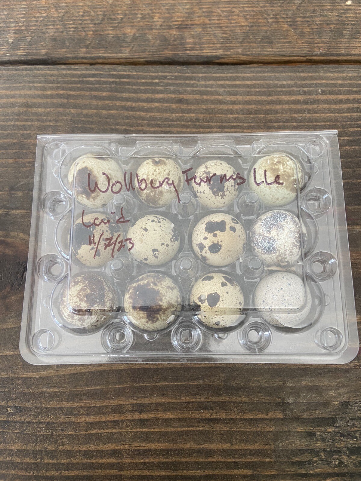 36+Jumbo Brown Coturnix Quail Hatching Eggs XXL Eggs eBay