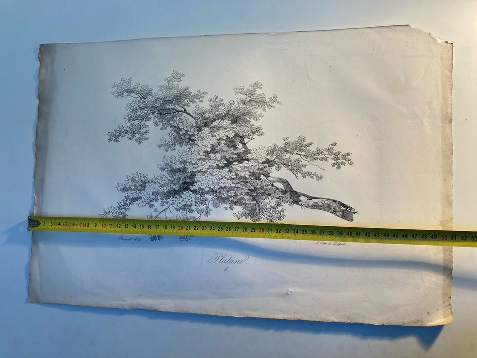 Very Beautiful Engraving Tree Foliage Leaf Duplat Plane Tree Antique ...