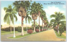 Vintage Florida Tropical Avenue Palm Trees Curteich Linen Postcard