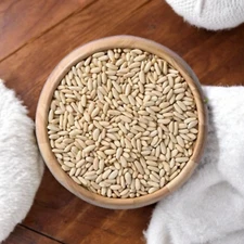 Premium Pakistani Pine Nuts Fresh Natural Rich in Flavor Nutrients Organic صنوبر