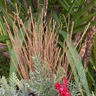 Tall Christmas Berry Holly Sprig Pick Spray Branch Floral Decor Iced Cranberries — photo 7