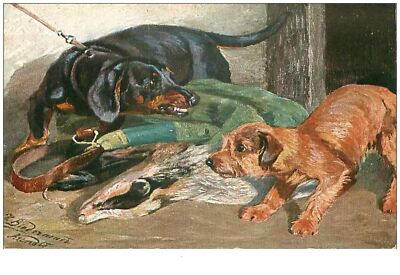 dog . n°38136. dachshund. illustrator. hunting