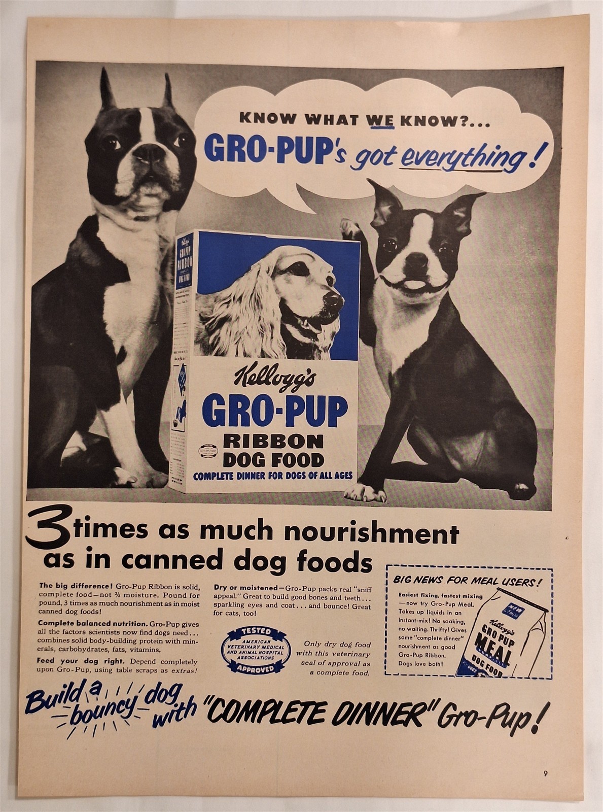 Ad Boston Terrier Cocker Spaniel