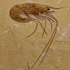 2" Fossil Shrimp Carpopenaeus Cretaceous Age 100 Mil Yrs Old Lebanon COA