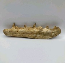 “Mosasaur Jaw Fossil with Teeth Rare Authentic Cretaceous Dinosaur Era Marine 