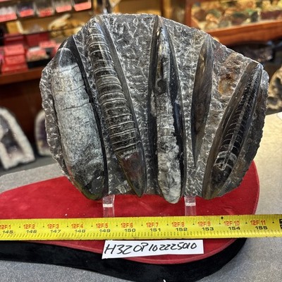   Nice Orthoceras Plate 8  X 7  Polished Devonian Fossils 3.37 Pounds