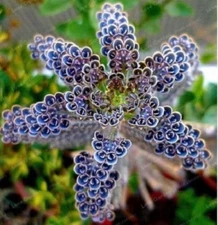 25 Rare Dark Blue Kalanchoe Seeds Succulent Flower Seed Flowers  92 US SELLER