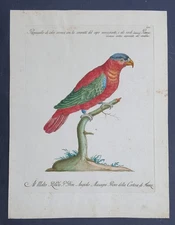 Stampa antica pappagallo cremisi ucelli Manetti Ornitologia acquaforte 1771
